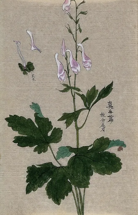 Framed Print : A plant, possibly a Corydalis species: flowering and fruiting stem with floral segments. Creator: Unknown Framed Print : A plant, possibly a Corydalis species: flowering and fruiting stem with floral segments. Creator: Unknown