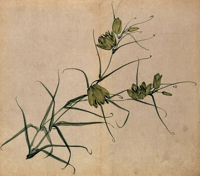 Framed Print : A plant, possibly a fritillary (Fritillaria species): flowering stem. Creator: Unknown Framed Print : A plant, possibly a fritillary (Fritillaria species): flowering stem. Creator: Unknown