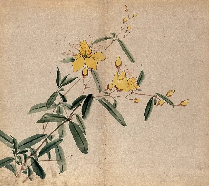 Framed Print : A plant, possibly an Hypericum species: flowering stem. Creator: Unknown Framed Print : A plant, possibly an Hypericum species: flowering stem. Creator: Unknown