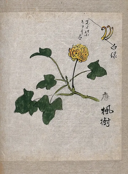Framed Print : A plant, possibly a knotweed (Polygonum species): flowering stem and leaves. Creator: Unknown Framed Print : A plant, possibly a knotweed (Polygonum species): flowering stem and leaves. Creator: Unknown