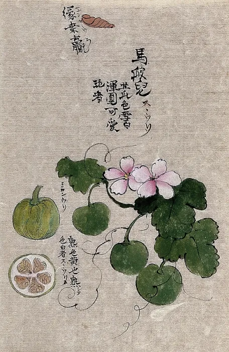 Framed Print : A plant, possibly a melon (Cucumis melo): flowering and fruiting stem with segments of the fruit. Creator: Unknown Framed Print : A plant, possibly a melon (Cucumis melo): flowering and fruiting stem with segments of the fruit. Creator: Unknown