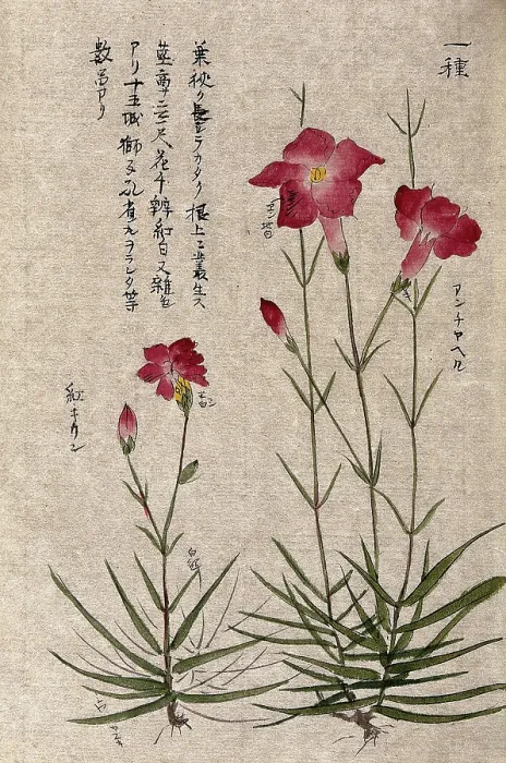 Framed Print : A plant, possibly a pink (Dianthus species): two flowering stems. Creator: Unknown Framed Print : A plant, possibly a pink (Dianthus species): two flowering stems. Creator: Unknown