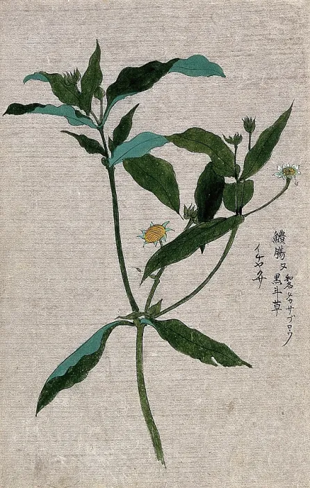 Framed Print : A plant, possibly of the Ranunculaceae family: flowering and fruiting stem. Creator: Unknown Framed Print : A plant, possibly of the Ranunculaceae family: flowering and fruiting stem. Creator: Unknown