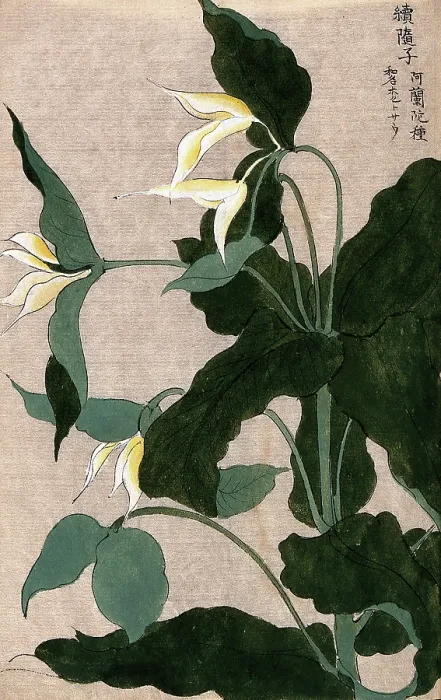 Framed Print : A plant, possibly a Trillium species: flowering stem with large white flowers. Creator: Unknown Framed Print : A plant, possibly a Trillium species: flowering stem with large white flowers. Creator: Unknown