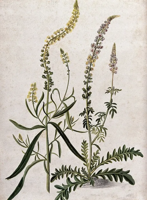 Framed Print : A plant (Reseda sp) related to Dyer's rocket: flowering plant with separate flowering stem, (17--). Creator: Unknown. A plant (Reseda sp) related to Dyer's rocket: flowering plant with separate flowering stem, (17--). Creator: Unknown Framed Print : A plant (Reseda sp) related to Dyer's rocket: flowering plant with separate flowering stem, (17--). Creator: Unknown. A plant (Reseda sp) related to Dyer's rocket: flowering plant with separate flowering stem, (17--). Creator: Unknown