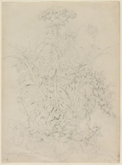 Framed Print : Plant Study, 1857. Creator: Eugene Blery (French, 1805-1886) Framed Print : Plant Study, 1857. Creator: Eugene Blery (French, 1805-1886)