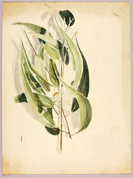 Plant Study, late 19th-early 20th century. Creator: Solon H. Borglum