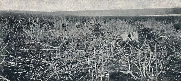 Plantacao de Mandioca, 1895. Artist: Axel Frick