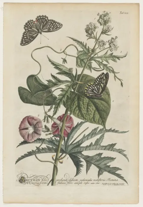 Framed Print : Plantae et papiliones rariores: No. 7, 1748. Creator: Georg Dionysius Ehret (German, 1708-1770) Framed Print : Plantae et papiliones rariores: No. 7, 1748. Creator: Georg Dionysius Ehret (German, 1708-1770)