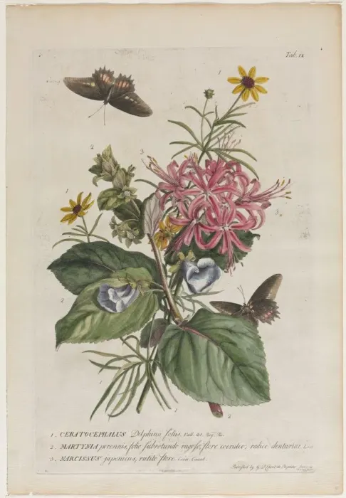 Framed Print : Plantae et papiliones rariores: No. 9, 1749. Creator: Georg Dionysius Ehret (German, 1708-1770) Framed Print : Plantae et papiliones rariores: No. 9, 1749. Creator: Georg Dionysius Ehret (German, 1708-1770)