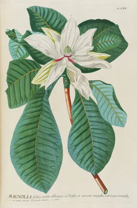 Framed Print : Plantae selectae by Christoph Jakob Trew, 1750-1773. Creator: Trew; Christoph Jakob (1695-1769) Framed Print : Plantae selectae by Christoph Jakob Trew, 1750-1773. Creator: Trew; Christoph Jakob (1695-1769)