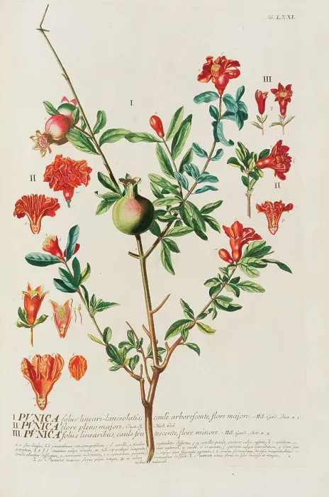 Framed Print : Plantae selectae by Christoph Jakob Trew, 1750-1773. Creator: Trew; Christoph Jakob (1695-1769) Framed Print : Plantae selectae by Christoph Jakob Trew, 1750-1773. Creator: Trew; Christoph Jakob (1695-1769)