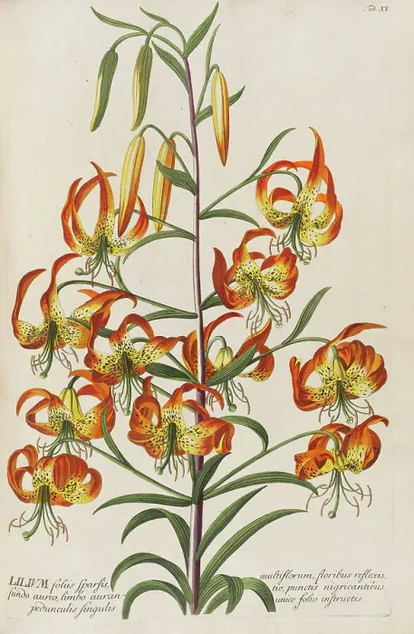 Framed Print : Plantae selectae by Christoph Jakob Trew, 1750-1773. Creator: Trew; Christoph Jakob (1695-1769) Framed Print : Plantae selectae by Christoph Jakob Trew, 1750-1773. Creator: Trew; Christoph Jakob (1695-1769)