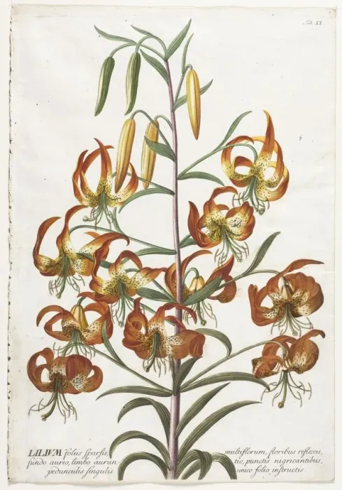 Framed Print : Plantae Selectae: No. 11 - Lily. Creator: Georg Dionysius Ehret (German, 1708-1770) Framed Print : Plantae Selectae: No. 11 - Lily. Creator: Georg Dionysius Ehret (German, 1708-1770)