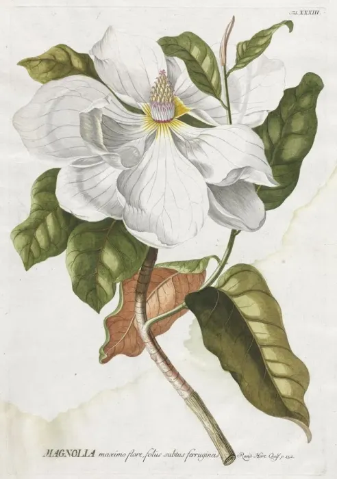 Framed Print : Plantae Selectae: No. 33 - Magnolia. Creator: Georg Dionysius Ehret (German, 1708-1770) Framed Print : Plantae Selectae: No. 33 - Magnolia. Creator: Georg Dionysius Ehret (German, 1708-1770)