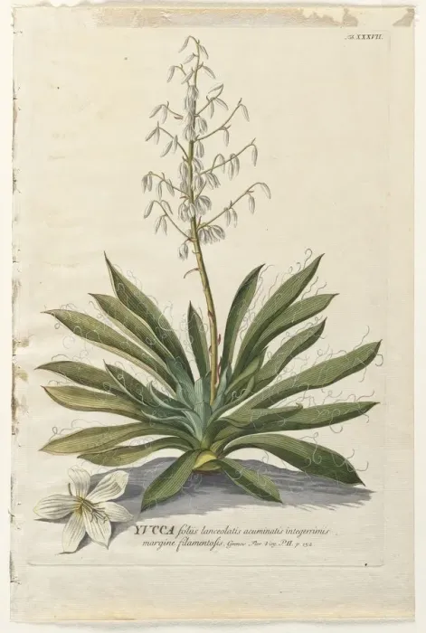 Framed Print : Plantae Selectae: No. 37 - Yucca. Creator: Georg Dionysius Ehret (German, 1708-1770) Framed Print : Plantae Selectae: No. 37 - Yucca. Creator: Georg Dionysius Ehret (German, 1708-1770)