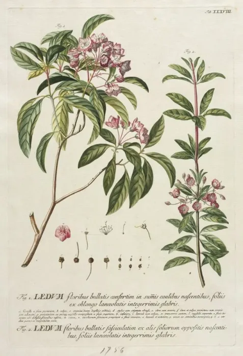 Framed Print : Plantae Selectae: No. 38. Creator: Georg Dionysius Ehret (German, 1708-1770); Christopher Framed Print : Plantae Selectae: No. 38. Creator: Georg Dionysius Ehret (German, 1708-1770); Christopher