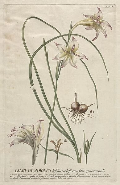 Plantae Selectae: No. 39 - Lilio-Gladiolus. Creator: Georg Dionysius Ehret (German
