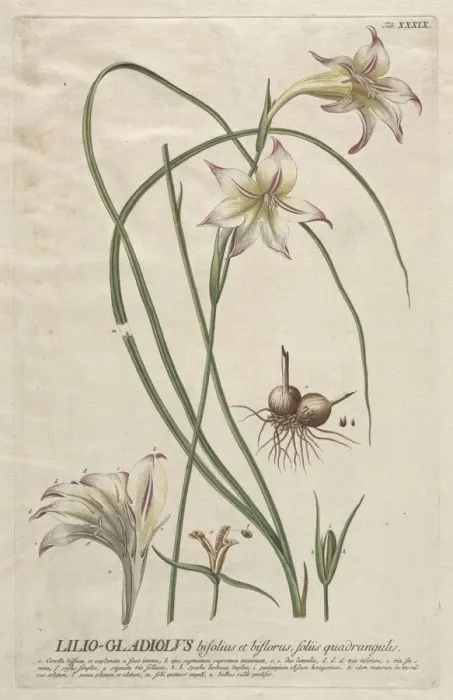 Framed Print : Plantae Selectae: No. 39 - Lilio-Gladiolus. Creator: Georg Dionysius Ehret (German Framed Print : Plantae Selectae: No. 39 - Lilio-Gladiolus. Creator: Georg Dionysius Ehret (German