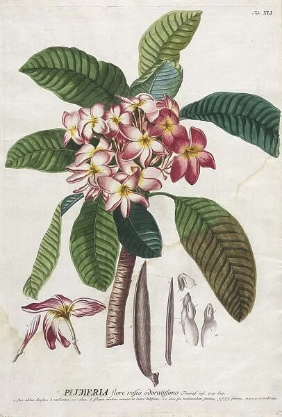 Plantae Selectae: No. 41. Creator: Georg Dionysius Ehret (German, 1708-1770); Christopher