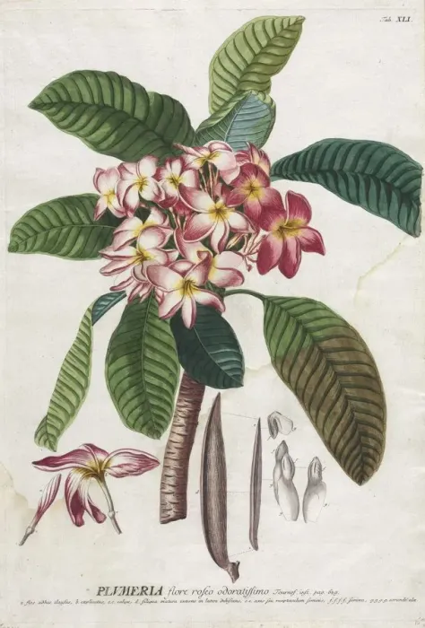 Framed Print : Plantae Selectae: No. 41. Creator: Georg Dionysius Ehret (German, 1708-1770); Christopher Framed Print : Plantae Selectae: No. 41. Creator: Georg Dionysius Ehret (German, 1708-1770); Christopher