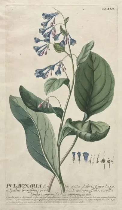 Framed Print : Plantae Selectae: No. 42 - Pulmonaria. Creator: Georg Dionysius Ehret (German, 1708-1770)