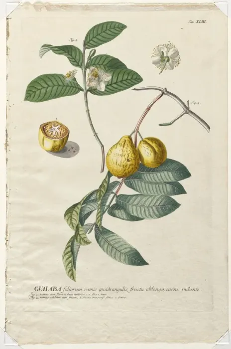 Framed Print : Plantae Selectae: No. 43 - Guaiaba. Creator: Georg Dionysius Ehret (German, 1708-1770) Framed Print : Plantae Selectae: No. 43 - Guaiaba. Creator: Georg Dionysius Ehret (German, 1708-1770)