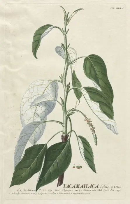 Framed Print : Plantae Selectae: No. 46 - Tacamahaca. Creator: Georg Dionysius Ehret (German, 1708-1770) Framed Print : Plantae Selectae: No. 46 - Tacamahaca. Creator: Georg Dionysius Ehret (German, 1708-1770)