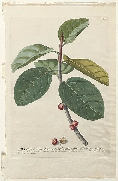Plantae Selectae: No. 50 - Ficus. Creator: Georg Dionysius Ehret (German, 1708-1770)