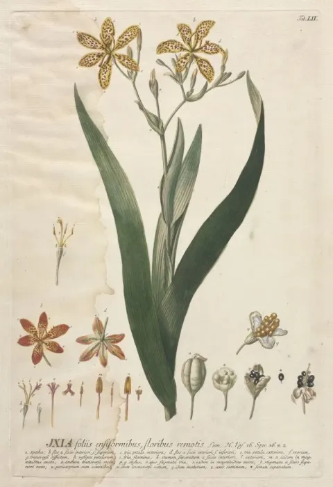 Framed Print : Plantae Selectae: No. 52 - Ixia. Creator: Georg Dionysius Ehret (German, 1708-1770) Framed Print : Plantae Selectae: No. 52 - Ixia. Creator: Georg Dionysius Ehret (German, 1708-1770)