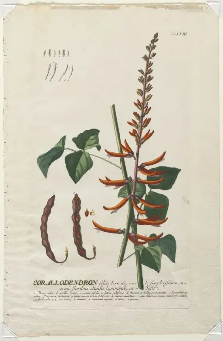 Framed Print : Plantae Selectae: No. 58 - Corallodendron. Creator: Georg Dionysius Ehret (German Framed Print : Plantae Selectae: No. 58 - Corallodendron. Creator: Georg Dionysius Ehret (German