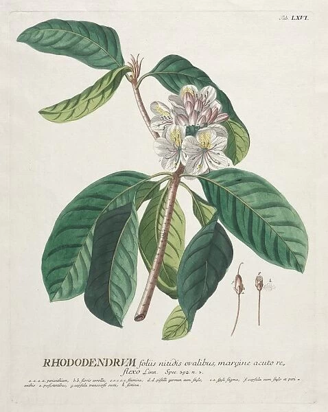 Plantae Selectae: No. 66 - Rhododendron. Creator: Georg Dionysius Ehret (German, 1708-1770)