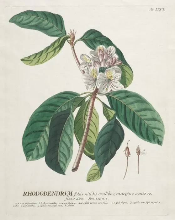 Framed Print : Plantae Selectae: No. 66 - Rhododendron. Creator: Georg Dionysius Ehret (German, 1708-1770) Framed Print : Plantae Selectae: No. 66 - Rhododendron. Creator: Georg Dionysius Ehret (German, 1708-1770)