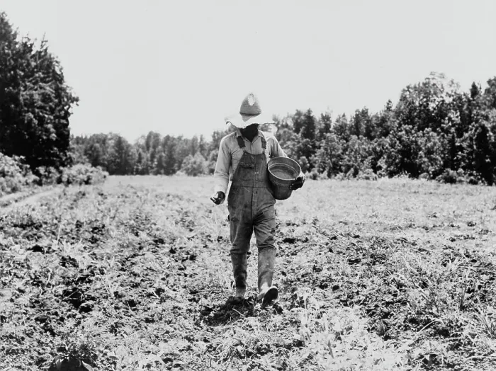 Framed Print : Planting corn in the community garden, Hillhouse, Mississippi, 1937. Creator: Dorothea Lange Framed Print : Planting corn in the community garden, Hillhouse, Mississippi, 1937. Creator: Dorothea Lange