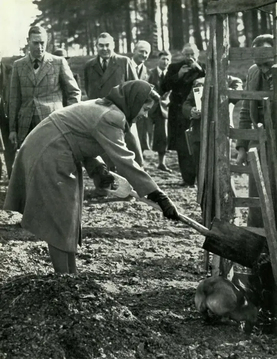 Framed Print : Planting A Red Oak, 3 March 1945, (1947). Creator: Unknown Framed Print : Planting A Red Oak, 3 March 1945, (1947). Creator: Unknown
