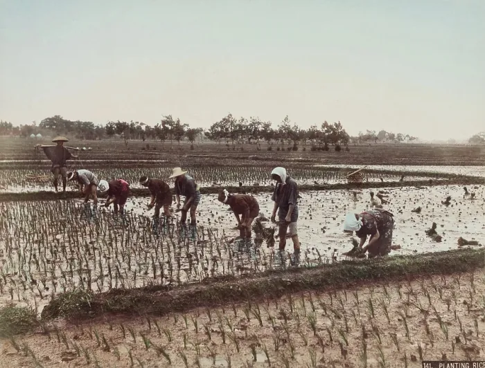 Framed Print : Planting Rice, c.between 1885 and 1900. Creator: Unknown Framed Print : Planting Rice, c.between 1885 and 1900. Creator: Unknown