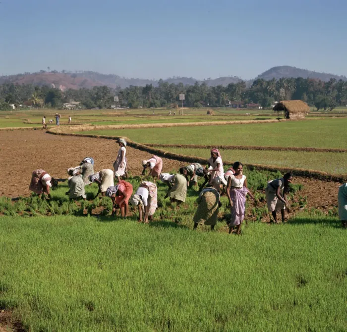 Framed Print : Planting rice in Sri Lanka Framed Print : Planting rice in Sri Lanka
