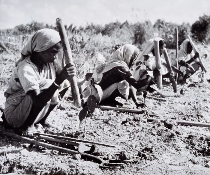 Framed Print : Planting out young tea bushes, Assam, 1950s-60s. Creator: Unknown Framed Print : Planting out young tea bushes, Assam, 1950s-60s. Creator: Unknown
