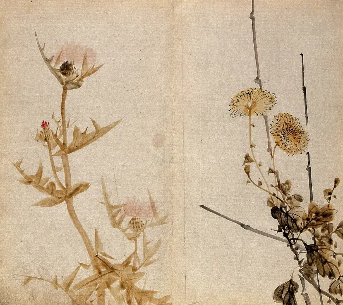 Framed Print : Two plants of the Compositae family: a flowering thistle (left) and yellow chrysanthemum (right). Creator: Unknown Framed Print : Two plants of the Compositae family: a flowering thistle (left) and yellow chrysanthemum (right). Creator: Unknown