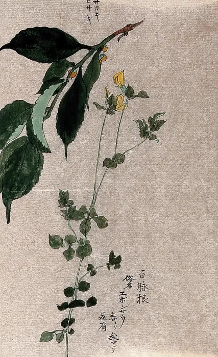 Framed Print : Two plants, a flowering trefoil (Lotus species) and a fruiting Styrax species. Creator: Unknown Framed Print : Two plants, a flowering trefoil (Lotus species) and a fruiting Styrax species. Creator: Unknown