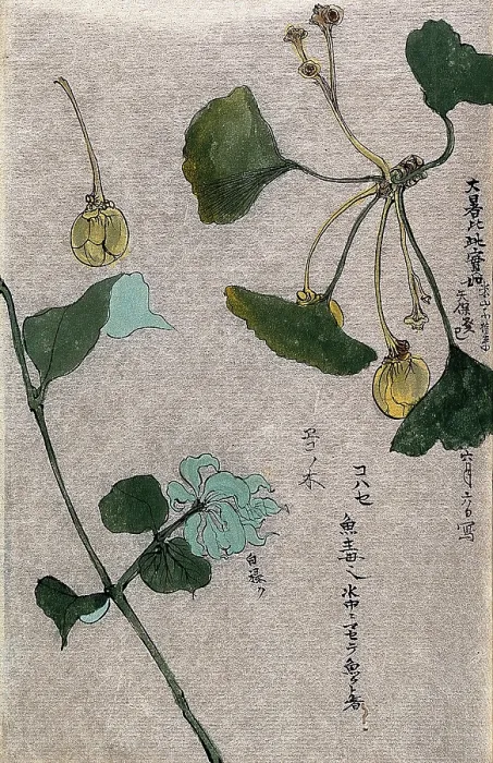 Framed Print : Two plants, a fruiting branch of a maidenhair tree (Ginkgo biloba) and a liane stem. Creator: Unknown Framed Print : Two plants, a fruiting branch of a maidenhair tree (Ginkgo biloba) and a liane stem. Creator: Unknown