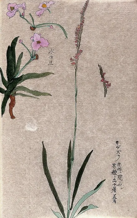 Framed Print : Two plants: herbaceous stems with pink flowers. Creator: Unknown Framed Print : Two plants: herbaceous stems with pink flowers. Creator: Unknown