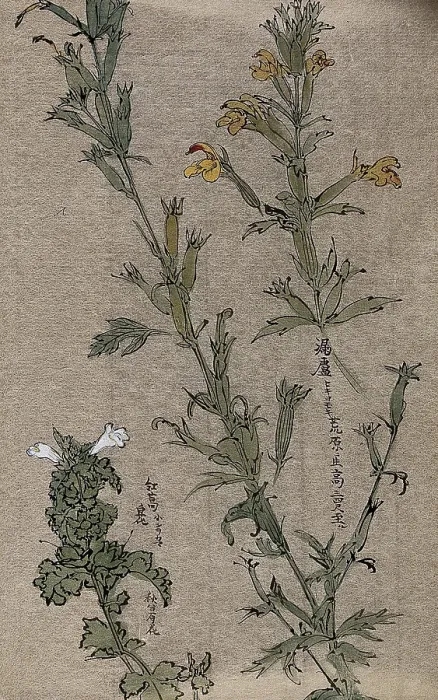 Framed Print : Two plants, possibly louseworts (Pedicularis species): flowering stems. Creator: Unknown Framed Print : Two plants, possibly louseworts (Pedicularis species): flowering stems. Creator: Unknown