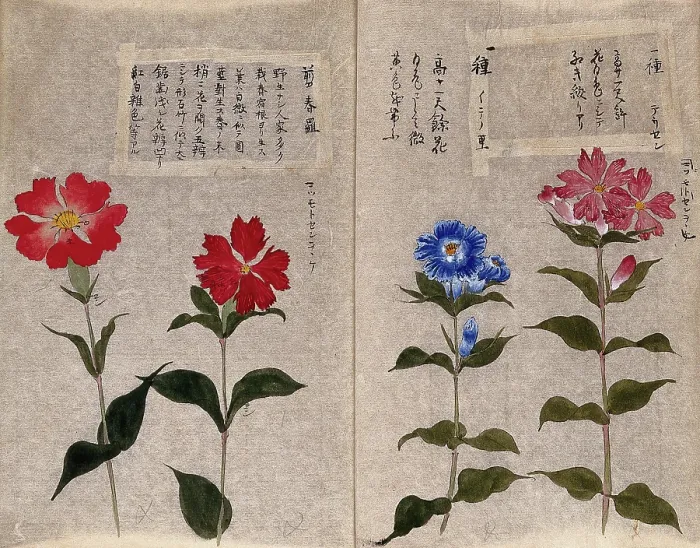 Framed Print : Four plants, possibly pinks (Dianthus species): flowering stems. Creator: Unknown Framed Print : Four plants, possibly pinks (Dianthus species): flowering stems. Creator: Unknown