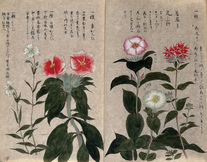 Framed Print : Five plants, possibly pinks (Dianthus species): flowering stems. Creator: Unknown Framed Print : Five plants, possibly pinks (Dianthus species): flowering stems. Creator: Unknown