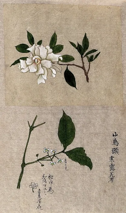Framed Print : Two plants, one possibly tea (Camellia species): flowering stems. Creator: Unknown Framed Print : Two plants, one possibly tea (Camellia species): flowering stems. Creator: Unknown