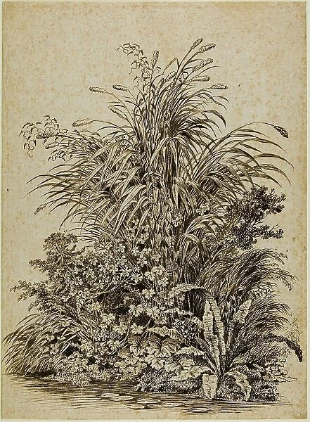 Plants at Water's Edge, c. 1800. Creator: Carl Wilhelm Kolbe the elder