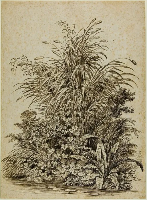 Framed Print : Plants at Water's Edge, c. 1800. Creator: Carl Wilhelm Kolbe the elder Framed Print : Plants at Water's Edge, c. 1800. Creator: Carl Wilhelm Kolbe the elder