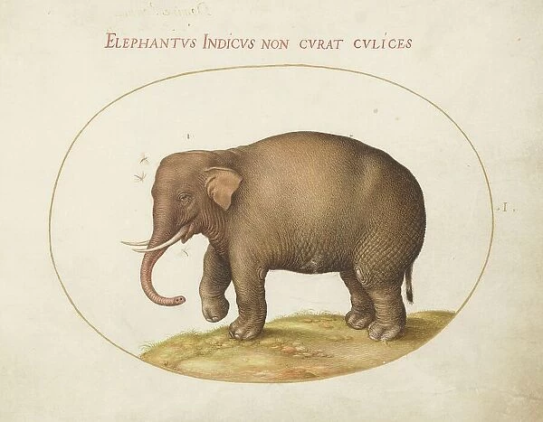 Plate 1: Elephant with Insects, c. 1575 / 1580. Creator: Joris Hoefnagel