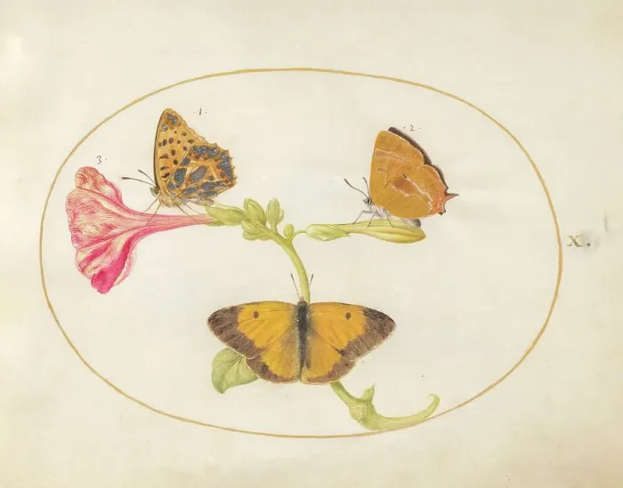 Framed Print : Plate 10: Three Butterflies on a Four O Clock Flower, c. 1575 / 1580. Creator: Joris Hoefnagel Framed Print : Plate 10: Three Butterflies on a Four O Clock Flower, c. 1575 / 1580. Creator: Joris Hoefnagel